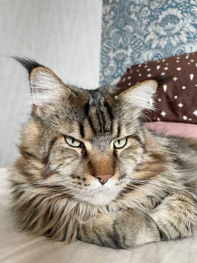 Maine Rakun, Maine Rakun, Mainecoon, Kediler, büyük kedi, hayvan, oyun, dinlenme, bak, kürk, ağızlık, kulaklar, pençeler, arkadaş, kürk, oyun, hayvan, ev, yakışıklı, dost canlısı, gururlu, uyku, rüya, kral, canlı, hayat, aşk