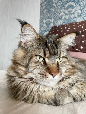 Maine Rakun, Maine Rakun, Mainecoon, Kediler, büyük kedi, hayvan, oyun, dinlenme, bak, kürk, ağızlık, kulaklar, pençeler, arkadaş, kürk, oyun, hayvan, ev, yakışıklı, dost canlısı, gururlu, uyku, rüya, kral, canlı, hayat, aşk