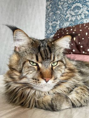 Maine Rakun, Maine Rakun, Mainecoon, Kediler, büyük kedi, hayvan, oyun, dinlenme, bak, kürk, ağızlık, kulaklar, pençeler, arkadaş, kürk, oyun, hayvan, ev, yakışıklı, dost canlısı, gururlu, uyku, rüya, kral, canlı, hayat, aşk