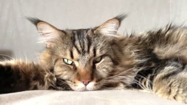 Maine Rakun, Maine Rakun, Mainecoon, Kediler, büyük kedi, hayvan, oyun, dinlenme, bak, kürk, ağızlık, kulaklar, pençeler, arkadaş olun, pofuduk, oyun, evcil hayvan, ev, yakışıklı, dost canlısı, gururlu, uyku, rüya, kral, canlı, hayat, aşk