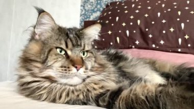 Maine Rakun, Maine Rakun, Mainecoon, Kediler, büyük kedi, hayvan, oyun, dinlenme, bak, kürk, ağızlık, kulaklar, pençeler, arkadaş olun, pofuduk, oyun, evcil hayvan, ev, yakışıklı, dost canlısı, gururlu, uyku, rüya, kral, canlı, hayat, aşk