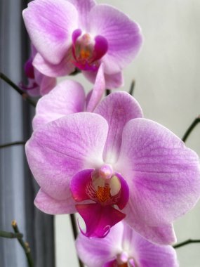Orkideler, orkide, çiçek, çiçekler, dallar, doğa, flora, güzel, hayat, aşk, mor, leylak.