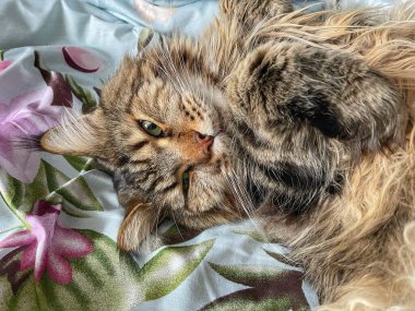 Maine Rakunu, Maine Rakunu, Mainecoon, yorgun, kediler, büyük kedi, hayvan, oyun, dinlenme, bak, kürk, ağızlık, kulaklar, pençeler, arkadaş olun, pofuduk, oyun, evcil hayvan, ev, yakışıklı, güzel, dost canlısı, gururlu, uyku, rüya, kral, canlı, hayat, aşk