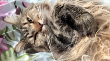 Maine Rakunu, Kediler, Büyük Kedi, Hayvan, Oyun, Dinlenme, Bakış, Kürk, Ağızlık, Kulaklar, Pençe, Arkadaş Olun, Tüylü, Oyun, Oyun, Evcil Hayvan, Yakışıklı, Güzel, Gururlu, Uyku, Rüya, Kral, Canlı, Hayat, Aşk