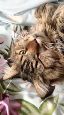 Maine Rakunu, Kediler, Büyük Kedi, Hayvan, Oyun, Dinlenme, Bakış, Kürk, Ağızlık, Kulaklar, Pençe, Arkadaş Olun, Tüylü, Oyun, Oyun, Evcil Hayvan, Yakışıklı, Güzel, Gururlu, Uyku, Rüya, Kral, Canlı, Hayat, Aşk