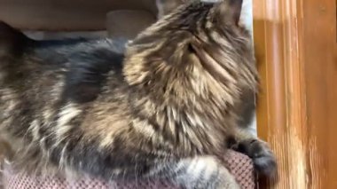 Maine Rakun, Maine Rakun, Mainecoon, Kediler, büyük kedi, hayvan, oyun, dinlenme, bak, kürk, ağızlık, kulaklar, pençeler, arkadaş olun, pofuduk, oyun, evcil hayvan, ev, yakışıklı, dost canlısı, gururlu, uyku, rüya, kral, canlı, hayat, aşk