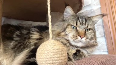 Maine Rakun, Maine Rakun, Mainecoon, Kediler, büyük kedi, hayvan, oyun, dinlenme, bak, kürk, ağızlık, kulaklar, pençeler, arkadaş olun, pofuduk, oyun, evcil hayvan, ev, yakışıklı, dost canlısı, gururlu, uyku, rüya, kral, canlı, hayat, aşk