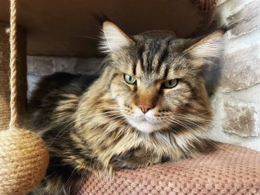 Maine Rakun, Maine Rakun, Mainecoon, Kediler, büyük kedi, hayvan, oyun, dinlenme, bak, kürk, ağızlık, kulaklar, pençeler, arkadaş olun, pofuduk, oyun, evcil hayvan, ev, yakışıklı, dost canlısı, gururlu, uyku, rüya, kral, canlı, hayat, aşk