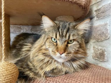 Maine Rakun, Maine Rakun, Mainecoon, Kediler, büyük kedi, hayvan, oyun, dinlenme, bak, kürk, ağızlık, kulaklar, pençeler, arkadaş olun, pofuduk, oyun, evcil hayvan, ev, yakışıklı, dost canlısı, gururlu, uyku, rüya, kral, canlı, hayat, aşk