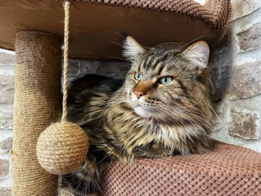 Maine Rakun, Maine Rakun, Mainecoon, Kediler, büyük kedi, hayvan, oyun, dinlenme, bak, kürk, ağızlık, kulaklar, pençeler, arkadaş olun, pofuduk, oyun, evcil hayvan, ev, yakışıklı, dost canlısı, gururlu, uyku, rüya, kral, canlı, hayat, aşk