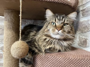 Maine Rakun, Maine Rakun, Mainecoon, Kediler, büyük kedi, hayvan, oyun, dinlenme, bak, kürk, ağızlık, kulaklar, pençeler, arkadaş olun, pofuduk, oyun, evcil hayvan, ev, yakışıklı, dost canlısı, gururlu, uyku, rüya, kral, canlı, hayat, aşk