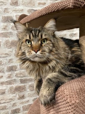 Maine Rakun, Maine Rakun, Mainecoon, Kediler, büyük kedi, hayvan, oyun, dinlenme, bak, kürk, ağızlık, kulaklar, pençeler, arkadaş, tüylü, oyun, hayvan, ev, yakışıklı, gururlu, uyku, kral, canlı, aşk, Ukrayna, Ukrayna, Vyshhorod, Vyshgorod