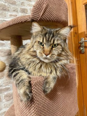 Maine Rakun, Maine Rakun, Mainecoon, Kediler, büyük kedi, hayvan, oyun, dinlenme, bak, kürk, ağızlık, kulaklar, pençeler, arkadaş, tüylü, oyun, hayvan, ev, yakışıklı, gururlu, uyku, kral, canlı, aşk, Ukrayna, Ukrayna, Vyshhorod, Vyshgorod