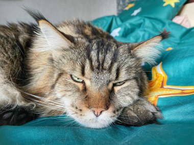 Maine Rakun, Maine Rakun, Mainecoon, Kediler, büyük kedi, hayvan, oyun, dinlenme, bak, kürk, ağızlık, kulaklar, pençeler, arkadaş olun, pofuduk, oyun, evcil hayvan, ev, yakışıklı, dost canlısı, gururlu, uyku, rüya, kral, canlı, hayat, aşk