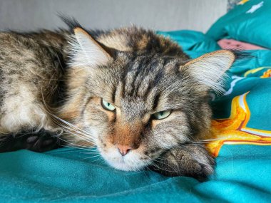 Maine Rakun, Maine Rakun, Mainecoon, Kediler, büyük kedi, hayvan, oyun, dinlenme, bak, kürk, ağızlık, kulaklar, pençeler, arkadaş olun, pofuduk, oyun, evcil hayvan, ev, yakışıklı, dost canlısı, gururlu, uyku, rüya, kral, canlı, hayat, aşk