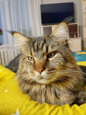 Maine Rakun, Maine Rakun, Mainecoon, Kediler, büyük kedi, hayvan, oyun, dinlenme, bak, kürk, ağızlık, kulaklar, pençeler, arkadaş olun, pofuduk, oyun, evcil hayvan, ev, yakışıklı, dost canlısı, gururlu, uyku, rüya, kral, canlı, hayat, aşk