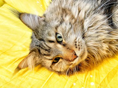 Maine Rakun, Maine Rakun, Mainecoon, Kediler, büyük kedi, hayvan, oyun, dinlenme, bak, kürk, ağızlık, kulaklar, pençeler, arkadaş olun, pofuduk, oyun, evcil hayvan, ev, yakışıklı, dost canlısı, gururlu, uyku, rüya, kral, canlı, hayat, aşk