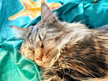 Maine Rakun, Maine Rakun, Mainecoon, Kediler, Kedi, Büyük Kedi, Hayvan, Oyun, Dinlenme, Bak, Kürk, Ağız, Ağız, Kulak, Pençe, Arkadaş, Arkadaş, Arkadaş, Yumuşak, Oyun, Oyun, Evcil, Yakışıklı, Güzel, Arkadaş, Gururlu, Uyku, Rüya, Kral, Canlı, Hayat, Aşk, Yatak, Yatak, Yatak,