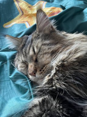 Maine Rakun, Maine Rakun, Mainecoon, Kediler, Kedi, Büyük Kedi, Hayvan, Oyun, Dinlenme, Bak, Kürk, Ağız, Ağız, Kulak, Pençe, Arkadaş, Arkadaş, Arkadaş, Yumuşak, Oyun, Oyun, Evcil, Yakışıklı, Güzel, Arkadaş, Gururlu, Uyku, Rüya, Kral, Canlı, Hayat, Aşk, Yatak, Yatak, Yatak,