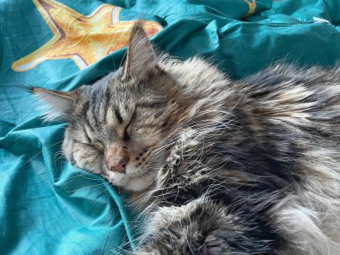 Maine Rakun, Maine Rakun, Mainecoon, Kediler, Kedi, Büyük Kedi, Hayvan, Oyun, Dinlenme, Bak, Kürk, Ağız, Ağız, Kulak, Pençe, Arkadaş, Arkadaş, Arkadaş, Yumuşak, Oyun, Oyun, Evcil, Yakışıklı, Güzel, Arkadaş, Gururlu, Uyku, Rüya, Kral, Canlı, Hayat, Aşk, Yatak, Yatak, Yatak,