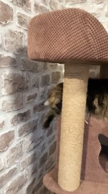 Maine Rakunu, Kediler, Büyük Kedi, Hayvan, Oyun, Dinlenme, Bakış, Kürk, Ağızlık, Kulaklar, Pençe, Arkadaş, Arkadaş, Tüylü, Oyun, Oyun, Evcil Hayvan, Yakışıklı, Güzel, Gururlu, Uyku, Rüya, Kral, Canlı, Hayat, Aşk, Mainecoon 