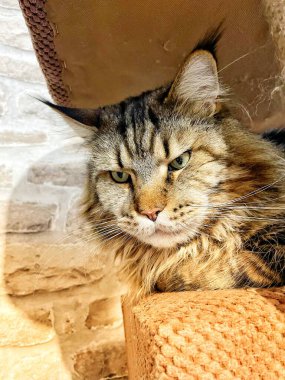 Maine Rakunu, Kediler, Büyük Kedi, Hayvan, Oyun, Dinlenme, Bakış, Kürk, Ağız, Kulak, Pençe, Arkadaş, Arkadaş, Tüylü, Oyun, Oyun, Evcil Hayvan, Yakışıklı, Güzel, Gururlu, Uyku, Rüya, Kral, Canlı, Aşk, Ukrayna, Ukrayna, Ukrayna