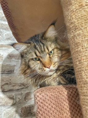 Maine Rakunu, Kediler, Büyük Kedi, Hayvan, Oyun, Dinlenme, Bakış, Kürk, Ağız, Kulak, Pençe, Arkadaş, Arkadaş, Tüylü, Oyun, Oyun, Evcil Hayvan, Yakışıklı, Güzel, Gururlu, Uyku, Rüya, Kral, Canlı, Aşk, Ukrayna, Ukrayna, Ukrayna