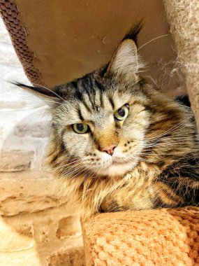 Maine Rakunu, Kediler, Büyük Kedi, Hayvan, Oyun, Dinlenme, Bakış, Kürk, Ağız, Kulak, Pençe, Arkadaş, Arkadaş, Tüylü, Oyun, Oyun, Evcil Hayvan, Yakışıklı, Güzel, Gururlu, Uyku, Rüya, Kral, Canlı, Aşk, Ukrayna, Ukrayna, Ukrayna