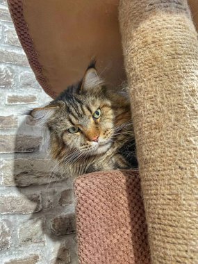 Maine Rakunu, Kediler, Büyük Kedi, Hayvan, Oyun, Dinlenme, Bakış, Kürk, Ağız, Kulak, Pençe, Arkadaş, Arkadaş, Tüylü, Oyun, Oyun, Evcil Hayvan, Yakışıklı, Güzel, Gururlu, Uyku, Rüya, Kral, Canlı, Aşk, Ukrayna, Ukrayna, Ukrayna