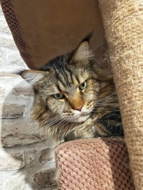 Maine Rakunu, Kediler, Büyük Kedi, Hayvan, Oyun, Dinlenme, Bakış, Kürk, Ağız, Kulak, Pençe, Arkadaş, Arkadaş, Tüylü, Oyun, Oyun, Evcil Hayvan, Yakışıklı, Güzel, Gururlu, Uyku, Rüya, Kral, Canlı, Aşk, Ukrayna, Ukrayna, Ukrayna