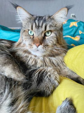 Maine Rakun, Maine Rakun, Mainecoon, Kediler, Büyük Kedi, Hayvan, Oyun, Dinlenme, Bakış, Kürk, Ağız, Kulak, Pençe, Arkadaş, Tüylü, Oyun, Evcil Hayvan, Yakışıklı, Güzel, Arkadaş, Gururlu, Uyku, Rüya, Kral, Canlı, Aşk, Mutluluk, Ukrayna, Ukrayna, Ukrayna