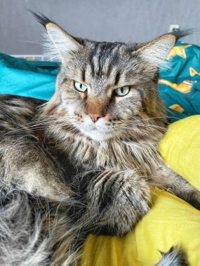 Maine Rakun, Maine Rakun, Mainecoon, Kediler, Büyük Kedi, Hayvan, Oyun, Dinlenme, Bakış, Kürk, Ağız, Kulak, Pençe, Arkadaş, Tüylü, Oyun, Evcil Hayvan, Yakışıklı, Güzel, Arkadaş, Gururlu, Uyku, Rüya, Kral, Canlı, Aşk, Mutluluk, Ukrayna, Ukrayna, Ukrayna