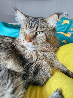 Maine Rakun, Maine Rakun, Mainecoon, Kediler, Büyük Kedi, Hayvan, Oyun, Dinlenme, Bakış, Kürk, Ağız, Kulak, Pençe, Arkadaş, Tüylü, Oyun, Evcil Hayvan, Yakışıklı, Güzel, Arkadaş, Gururlu, Uyku, Rüya, Kral, Canlı, Aşk, Mutluluk, Ukrayna, Ukrayna, Ukrayna