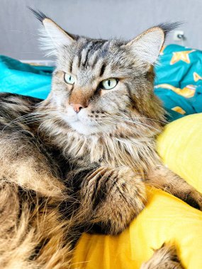 Maine Rakun, Maine Rakun, Mainecoon, Kediler, Büyük Kedi, Hayvan, Oyun, Dinlenme, Bakış, Kürk, Ağız, Kulak, Pençe, Arkadaş, Tüylü, Oyun, Evcil Hayvan, Yakışıklı, Güzel, Arkadaş, Gururlu, Uyku, Rüya, Kral, Canlı, Aşk, Mutluluk, Ukrayna, Ukrayna, Ukrayna