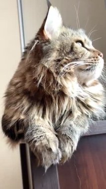 Maine Rakunu, Kediler, Büyük Kedi, Hayvan, Oyun, Dinlenme, Bakış, Kürk, Ağız, Kulak, Pençe, Arkadaş, Arkadaş, Tüylü, Oyun, Oyun, Evcil Hayvan, Yakışıklı, Güzel, Gururlu, Uyku, Rüya, Kral, Canlı, Aşk, Ukrayna, Ukrayna, Ukrayna