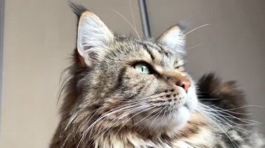 Maine Rakunu, Kediler, Büyük Kedi, Hayvan, Oyun, Dinlenme, Bakış, Kürk, Ağız, Kulak, Pençe, Arkadaş, Arkadaş, Tüylü, Oyun, Oyun, Evcil Hayvan, Yakışıklı, Güzel, Gururlu, Uyku, Rüya, Kral, Canlı, Aşk, Ukrayna, Ukrayna, Ukrayna