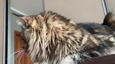 Maine Rakunu, Kediler, Büyük Kedi, Hayvan, Oyun, Dinlenme, Bakış, Kürk, Ağız, Kulak, Pençe, Arkadaş, Arkadaş, Tüylü, Oyun, Oyun, Evcil Hayvan, Yakışıklı, Güzel, Gururlu, Uyku, Rüya, Kral, Canlı, Aşk, Ukrayna, Ukrayna, Ukrayna