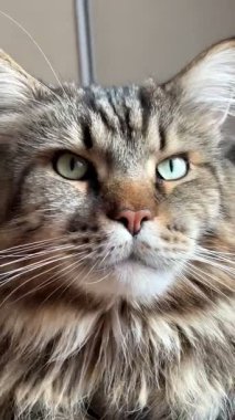 Maine Rakunu, Kediler, Büyük Kedi, Hayvan, Oyun, Dinlenme, Bakış, Kürk, Ağız, Kulak, Pençe, Arkadaş, Arkadaş, Tüylü, Oyun, Oyun, Evcil Hayvan, Yakışıklı, Güzel, Gururlu, Uyku, Rüya, Kral, Canlı, Aşk, Ukrayna, Ukrayna, Ukrayna