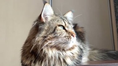 Maine Rakunu, Kediler, Büyük Kedi, Hayvan, Oyun, Dinlenme, Bakış, Kürk, Ağız, Kulak, Pençe, Arkadaş, Arkadaş, Tüylü, Oyun, Oyun, Evcil Hayvan, Yakışıklı, Güzel, Gururlu, Uyku, Rüya, Kral, Canlı, Aşk, Ukrayna, Ukrayna, Ukrayna