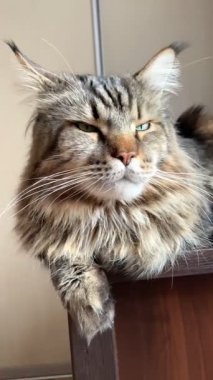 Maine Rakunu, Kediler, Büyük Kedi, Hayvan, Oyun, Dinlenme, Bakış, Kürk, Ağız, Kulak, Pençe, Arkadaş, Arkadaş, Tüylü, Oyun, Oyun, Evcil Hayvan, Yakışıklı, Güzel, Gururlu, Uyku, Rüya, Kral, Canlı, Aşk, Ukrayna, Ukrayna, Ukrayna