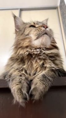 Maine Rakun, Maine Rakun, Mainecoon, Kediler, Büyük Kedi, Hayvan, Oyun, Dinlenme, Bakış, Kürk, Ağız, Kulak, Pençe, Arkadaş, Tüylü, Oyun, Evcil Hayvan, Yakışıklı, Güzel, Arkadaş, Gururlu, Uyku, Rüya, Kral, Canlı, Aşk, Mutluluk, Ukrayna, Ukrayna, Ukrayna