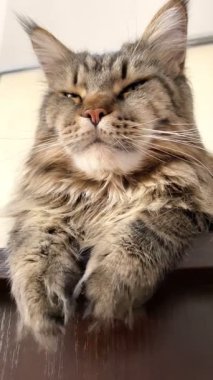 Maine Rakun, Maine Rakun, Mainecoon, Kediler, Büyük Kedi, Hayvan, Oyun, Dinlenme, Bakış, Kürk, Ağız, Kulak, Pençe, Arkadaş, Tüylü, Oyun, Evcil Hayvan, Yakışıklı, Güzel, Arkadaş, Gururlu, Uyku, Rüya, Kral, Canlı, Aşk, Mutluluk, Ukrayna, Ukrayna, Ukrayna