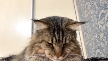 Maine Rakun, Maine Rakun, Mainecoon, Kediler, Büyük Kedi, Hayvan, Oyun, Dinlenme, Bakış, Kürk, Ağız, Kulak, Pençe, Arkadaş, Tüylü, Oyun, Evcil Hayvan, Yakışıklı, Güzel, Arkadaş, Gururlu, Uyku, Rüya, Kral, Canlı, Aşk, Mutluluk, Ukrayna, Ukrayna, Ukrayna