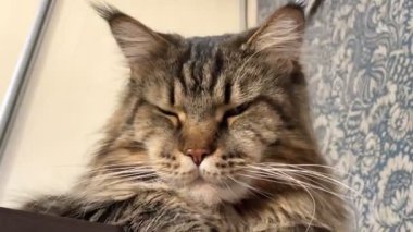 Maine Rakun, Maine Rakun, Mainecoon, Kediler, Büyük Kedi, Hayvan, Oyun, Dinlenme, Bakış, Kürk, Ağız, Kulak, Pençe, Arkadaş, Tüylü, Oyun, Evcil Hayvan, Yakışıklı, Güzel, Arkadaş, Gururlu, Uyku, Rüya, Kral, Canlı, Aşk, Mutluluk, Ukrayna, Ukrayna, Ukrayna