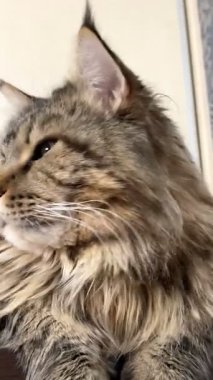 Maine Rakun, Maine Rakun, Mainecoon, Kediler, Büyük Kedi, Hayvan, Oyun, Dinlenme, Bakış, Kürk, Ağız, Kulak, Pençe, Arkadaş, Tüylü, Oyun, Evcil Hayvan, Yakışıklı, Güzel, Arkadaş, Gururlu, Uyku, Rüya, Kral, Canlı, Aşk, Mutluluk, Ukrayna, Ukrayna, Ukrayna