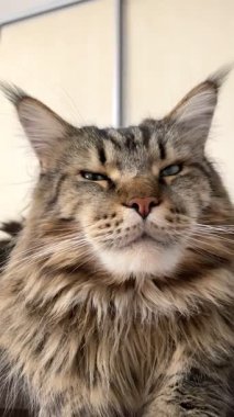 Maine Rakun, Maine Rakun, Mainecoon, Kediler, Büyük Kedi, Hayvan, Oyun, Dinlenme, Bakış, Kürk, Ağız, Kulak, Pençe, Arkadaş, Tüylü, Oyun, Evcil Hayvan, Yakışıklı, Güzel, Arkadaş, Gururlu, Uyku, Rüya, Kral, Canlı, Aşk, Mutluluk, Ukrayna, Ukrayna, Ukrayna