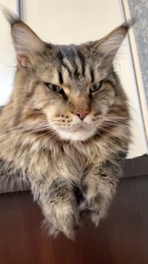 Maine Rakun, Maine Rakun, Mainecoon, Kediler, Büyük Kedi, Hayvan, Oyun, Dinlenme, Bakış, Kürk, Ağız, Kulak, Pençe, Arkadaş, Tüylü, Oyun, Evcil Hayvan, Yakışıklı, Güzel, Arkadaş, Gururlu, Uyku, Rüya, Kral, Canlı, Aşk, Mutluluk, Ukrayna, Ukrayna, Ukrayna