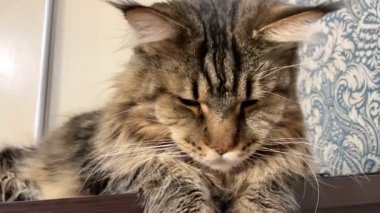 Maine Rakun, Maine Rakun, Mainecoon, Kediler, Büyük Kedi, Hayvan, Oyun, Dinlenme, Bakış, Kürk, Ağız, Kulak, Pençe, Arkadaş, Tüylü, Oyun, Evcil Hayvan, Yakışıklı, Güzel, Arkadaş, Gururlu, Uyku, Rüya, Kral, Canlı, Aşk, Mutluluk, Ukrayna, Ukrayna, Ukrayna