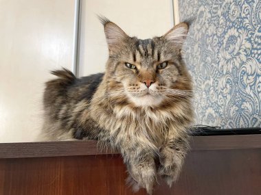 Maine Rakun, Maine Rakun, Mainecoon, Kediler, Büyük Kedi, Hayvan, Oyun, Dinlenme, Bakış, Kürk, Ağız, Kulak, Pençe, Arkadaş, Tüylü, Oyun, Evcil Hayvan, Yakışıklı, Güzel, Arkadaş, Gururlu, Uyku, Rüya, Kral, Canlı, Aşk, Mutluluk, Ukrayna, Ukrayna, Ukrayna