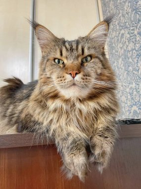 Maine Rakun, Maine Rakun, Mainecoon, Kediler, Büyük Kedi, Hayvan, Oyun, Dinlenme, Bakış, Kürk, Ağız, Kulak, Pençe, Arkadaş, Tüylü, Oyun, Evcil Hayvan, Yakışıklı, Güzel, Arkadaş, Gururlu, Uyku, Rüya, Kral, Canlı, Aşk, Mutluluk, Ukrayna, Ukrayna, Ukrayna